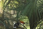 Tucanos chamam a atenção na Amaral Peixoto