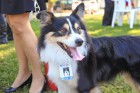 Pet Day do UniFOA reuniu animais em um dia de trabalho especial