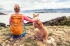 Cães de terapia
