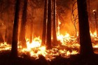 Crise ambiental e responsabilidade humana