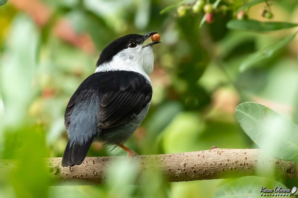 Exposição Saberes da Natureza - Divulgação MAM 3
